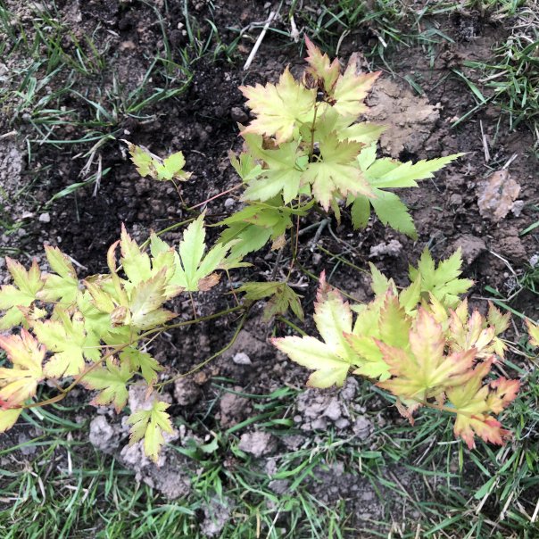 превью изображения отзыва