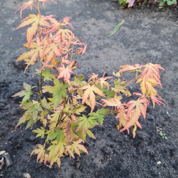 превью изображения отзыва