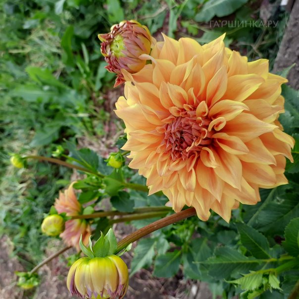 превью изображения отзыва