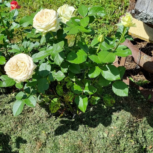 превью изображения отзыва