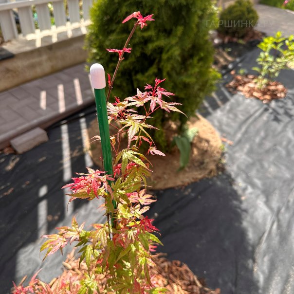 превью изображения отзыва