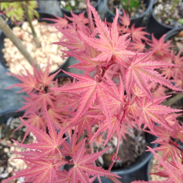 превью изображения отзыва