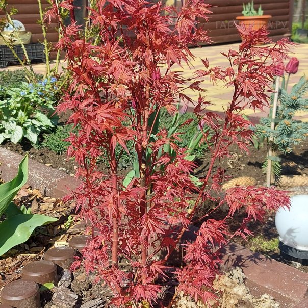 превью изображения отзыва