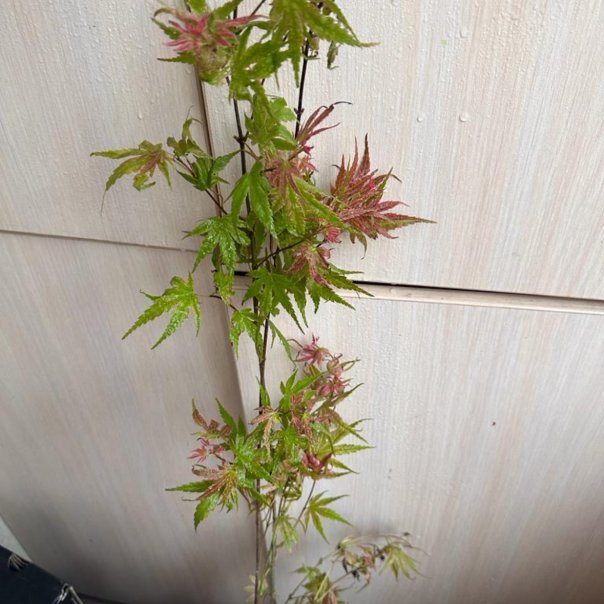 превью изображения отзыва