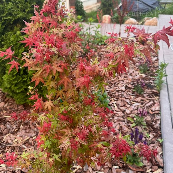 превью изображения отзыва