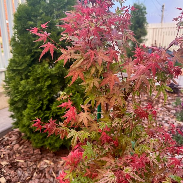 превью изображения отзыва