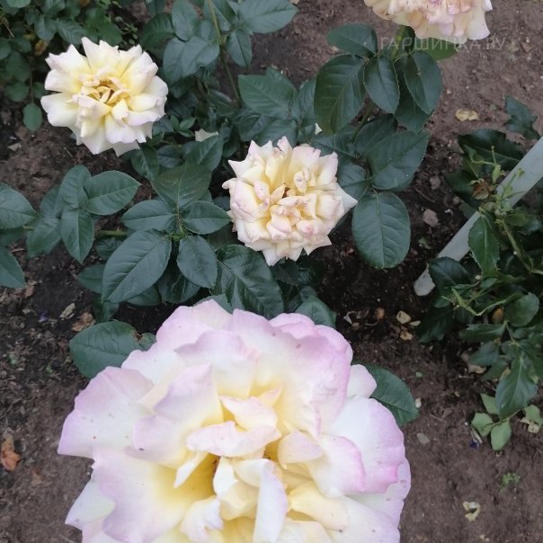 превью изображения отзыва