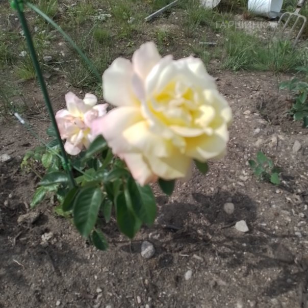 превью изображения отзыва