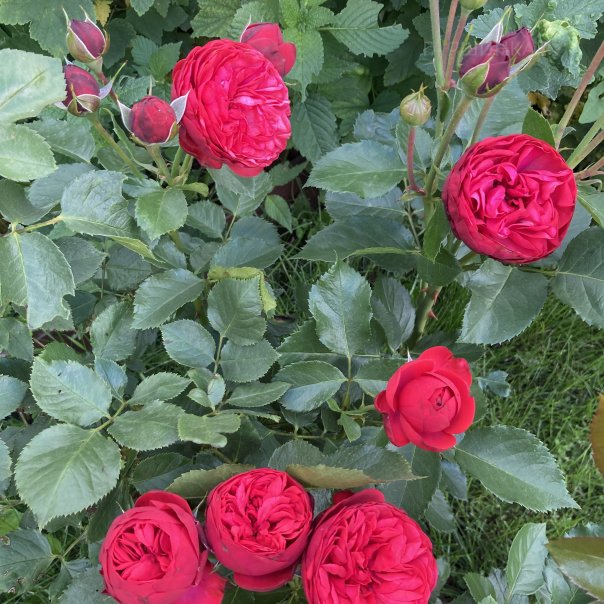 превью изображения отзыва