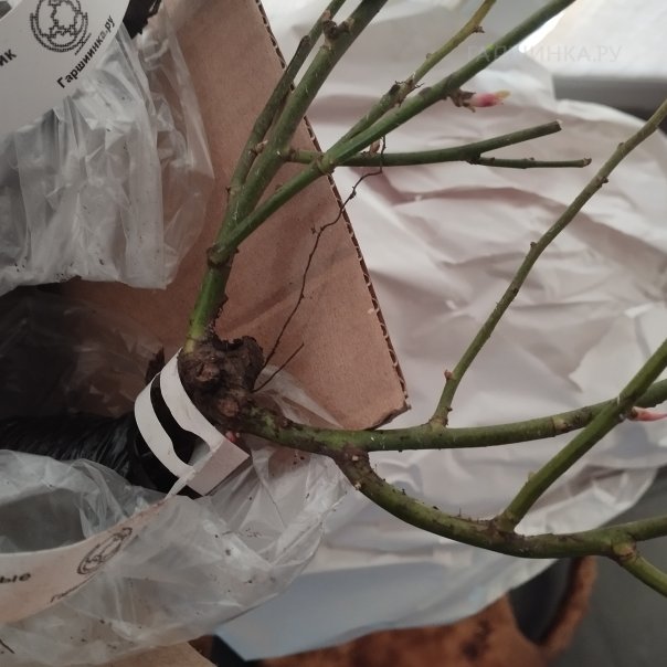 превью изображения отзыва