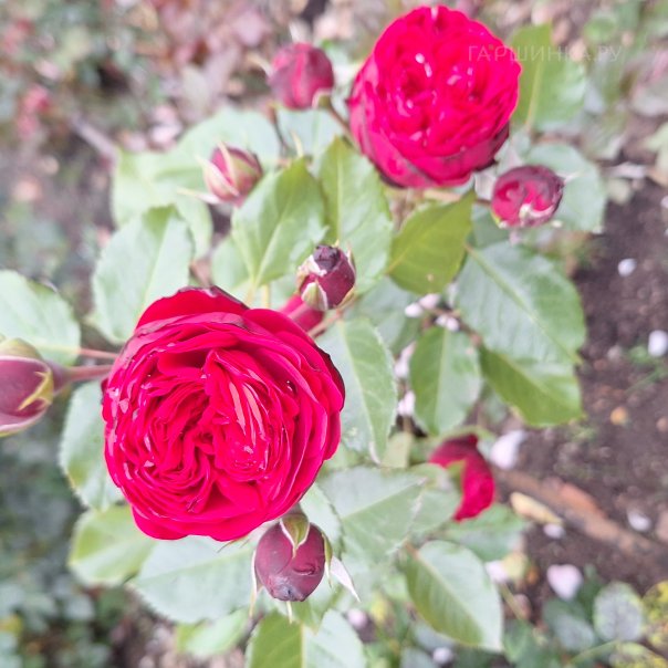 превью изображения отзыва