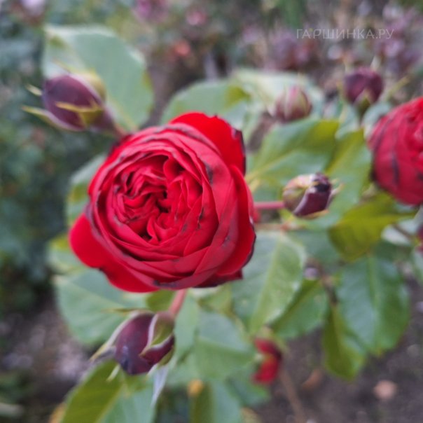 превью изображения отзыва