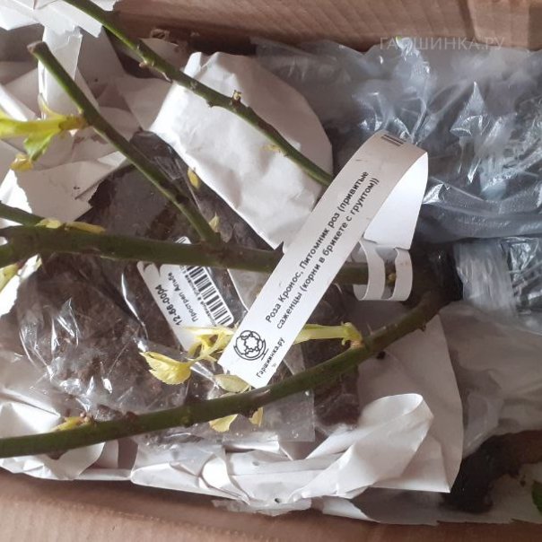 превью изображения отзыва