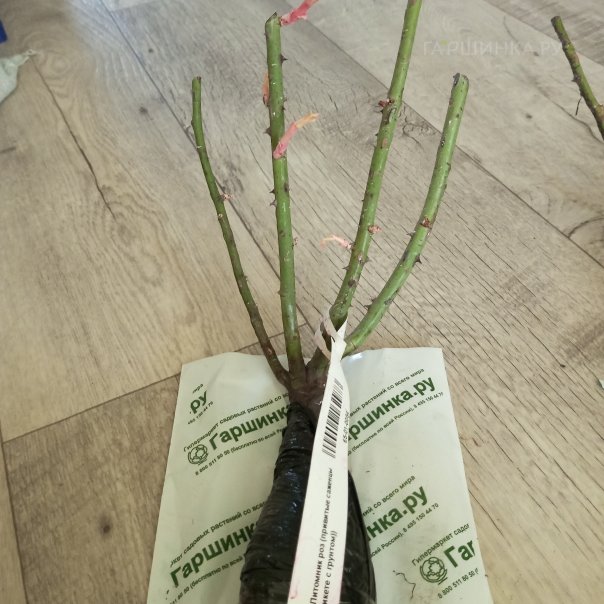 превью изображения отзыва