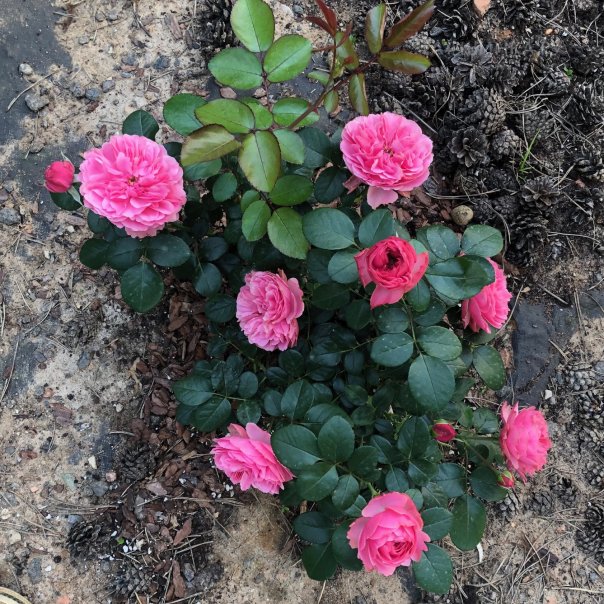 превью изображения отзыва