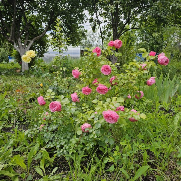 превью изображения отзыва