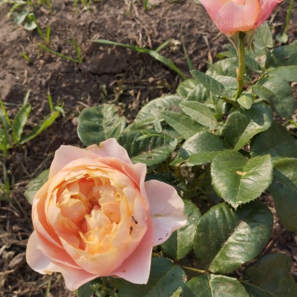 превью изображения отзыва