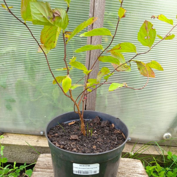 превью изображения отзыва