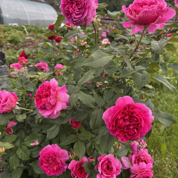 превью изображения отзыва