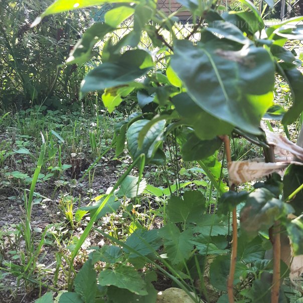 превью изображения отзыва