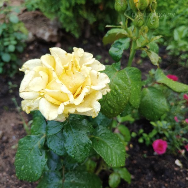 превью изображения отзыва