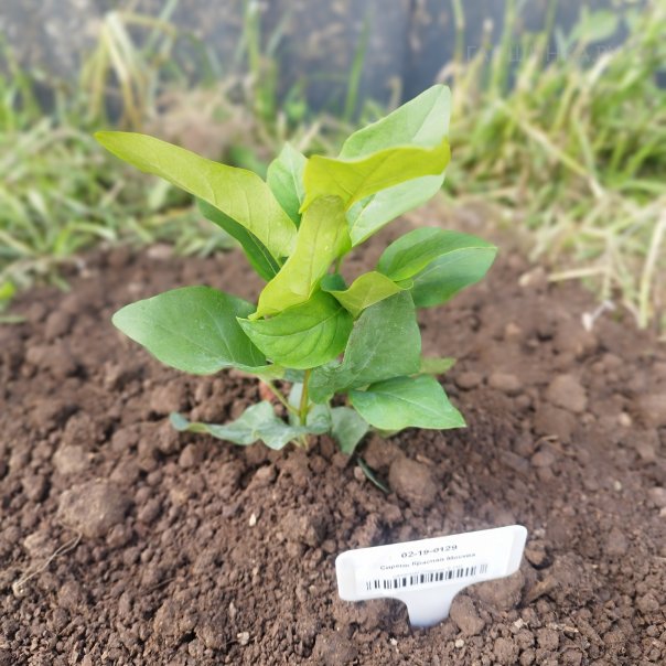 превью изображения отзыва