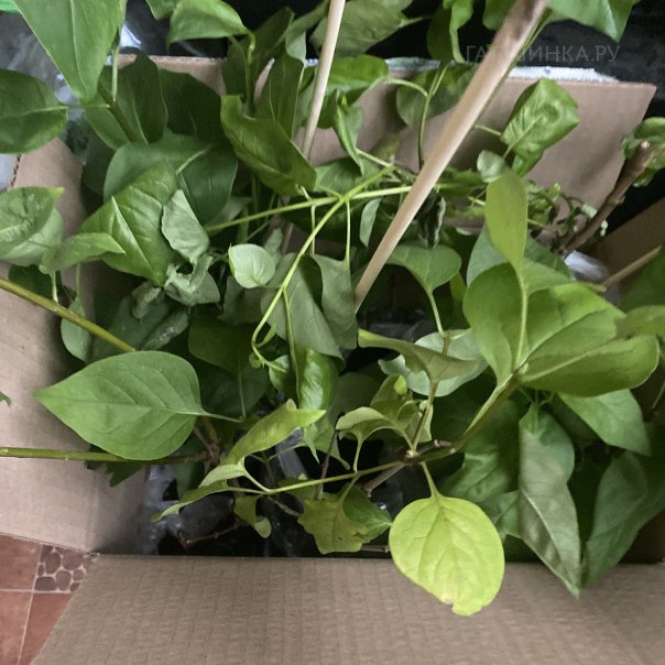 превью изображения отзыва