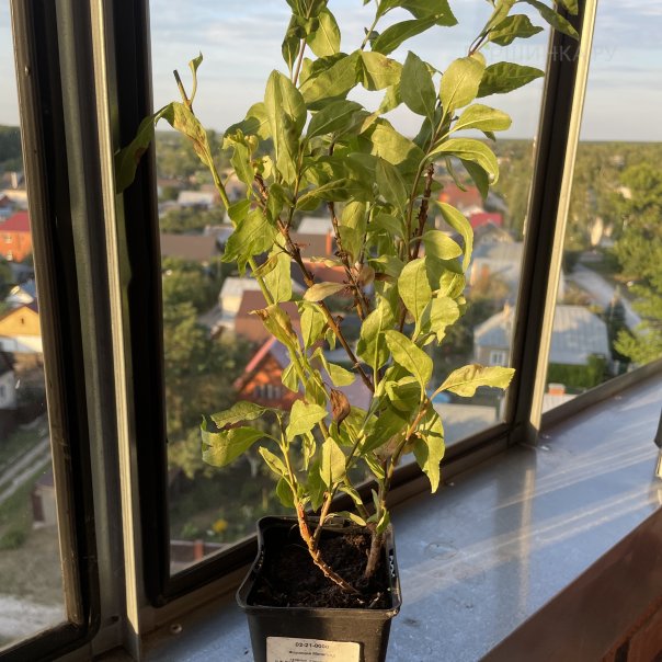 превью изображения отзыва