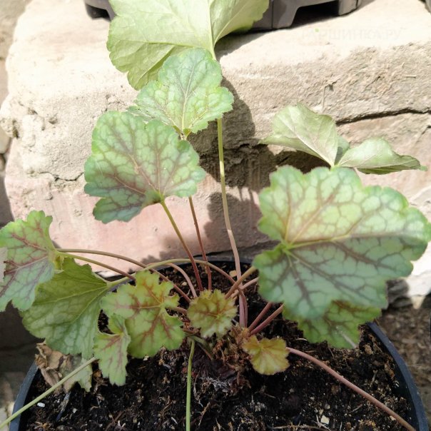 превью изображения отзыва