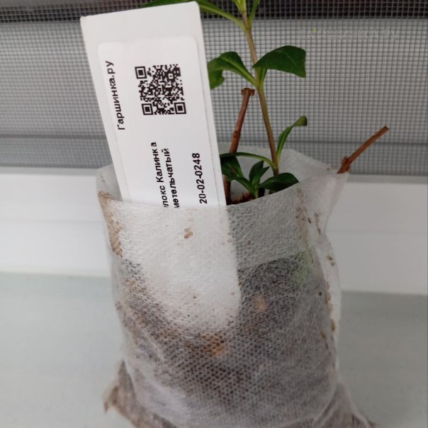 превью изображения отзыва