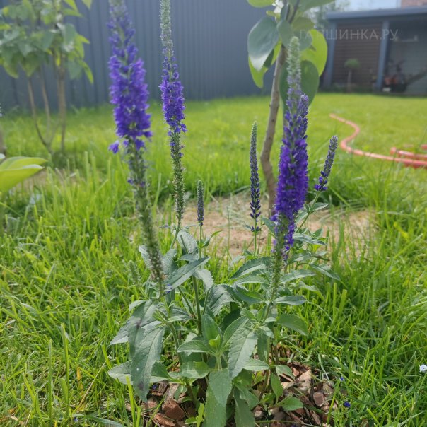 превью изображения отзыва