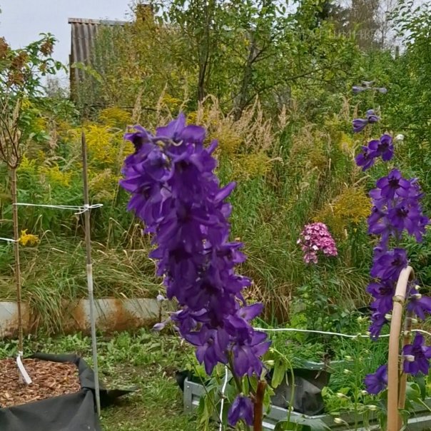 превью изображения отзыва