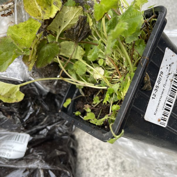 превью изображения отзыва