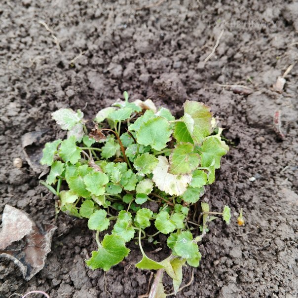 превью изображения отзыва