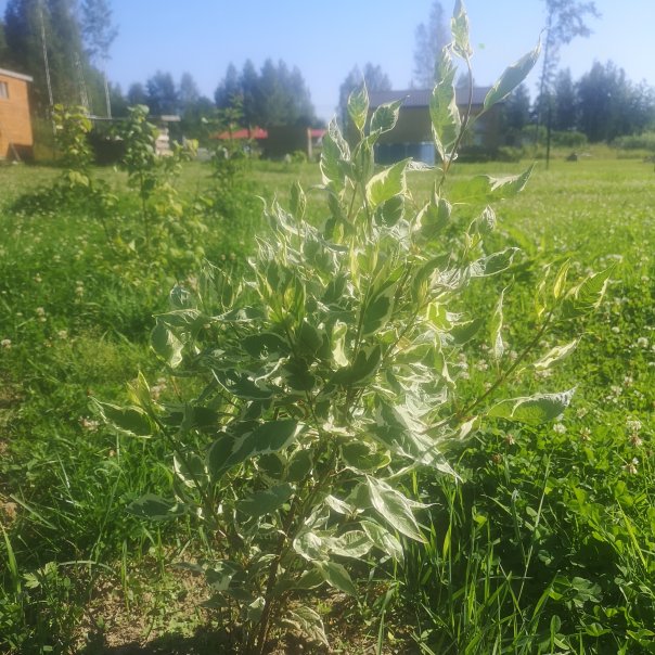 превью изображения отзыва