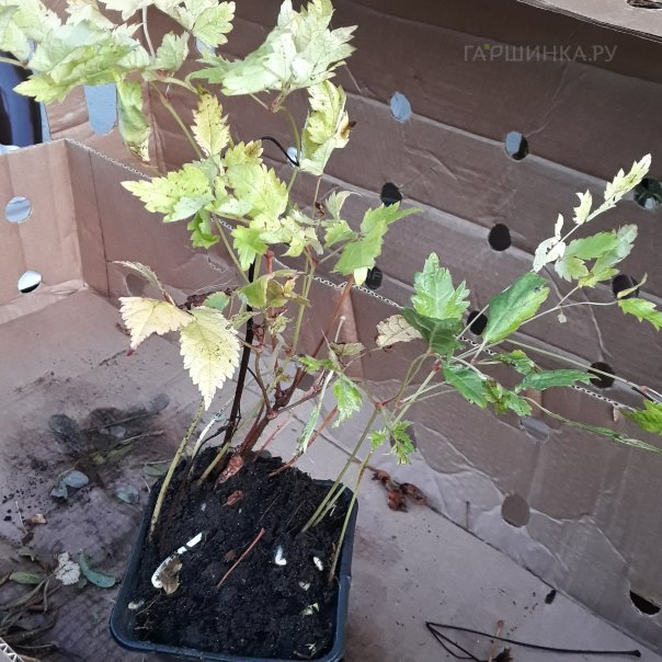 превью изображения отзыва