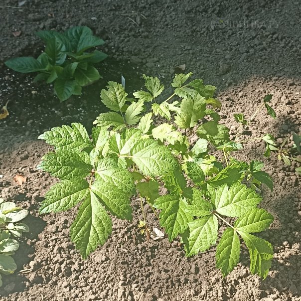 превью изображения отзыва