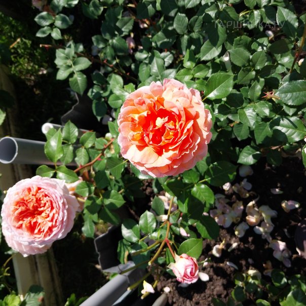 превью изображения отзыва