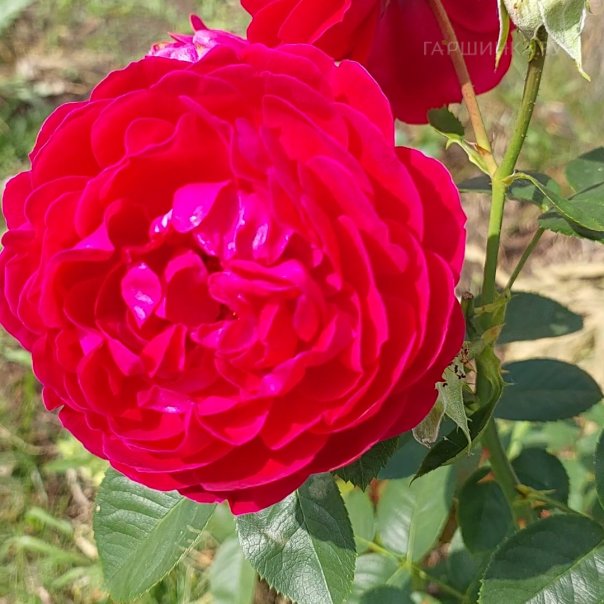 превью изображения отзыва