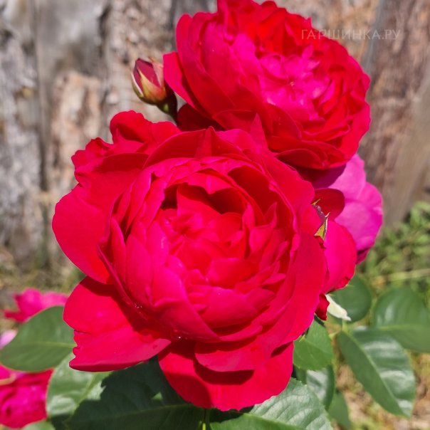 превью изображения отзыва