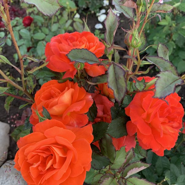 превью изображения отзыва