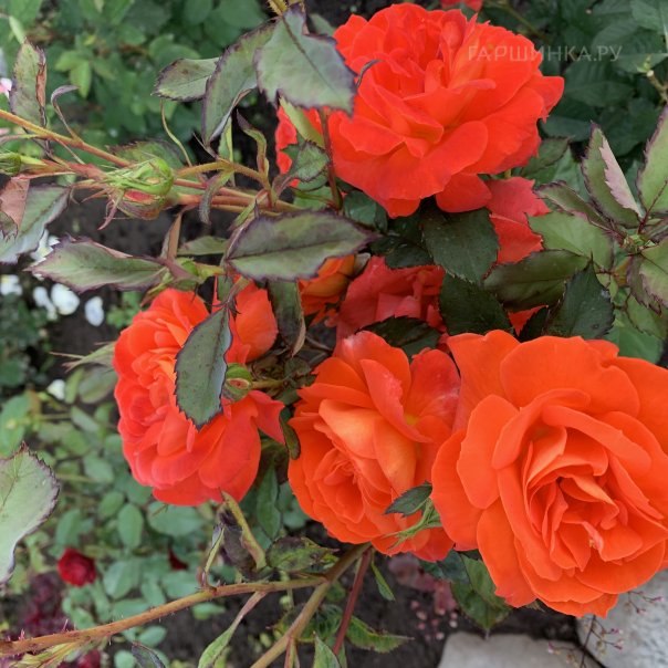 превью изображения отзыва