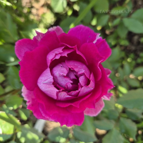 превью изображения отзыва