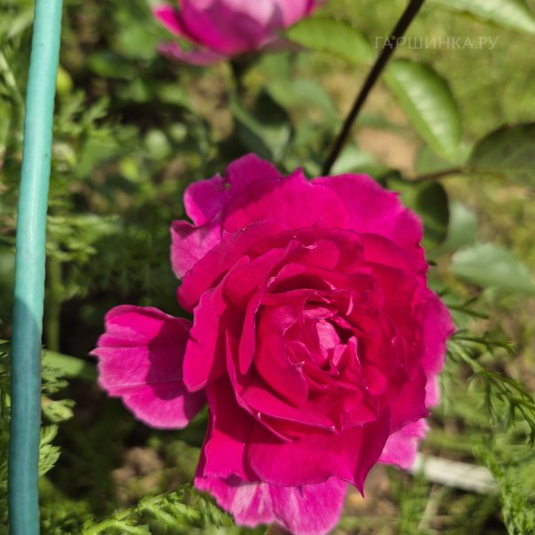 превью изображения отзыва