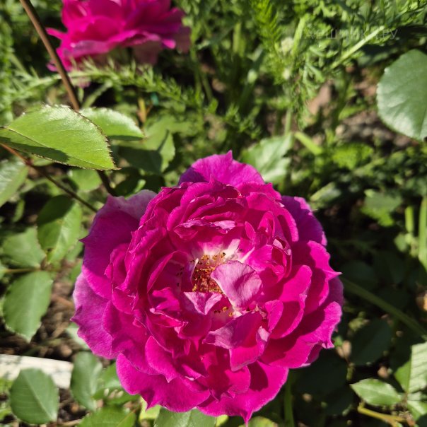 превью изображения отзыва