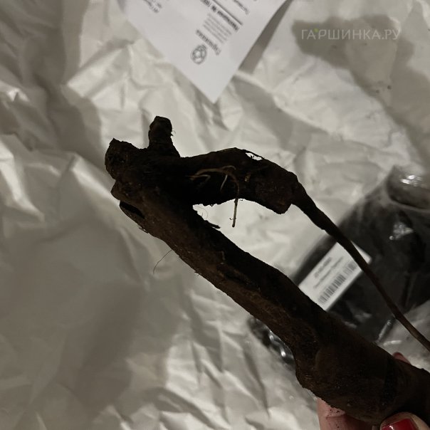 превью изображения отзыва