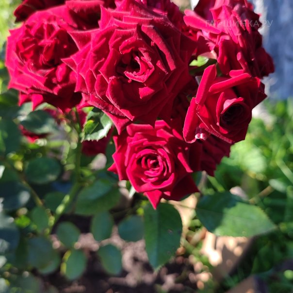 превью изображения отзыва