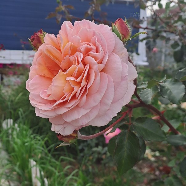 превью изображения отзыва