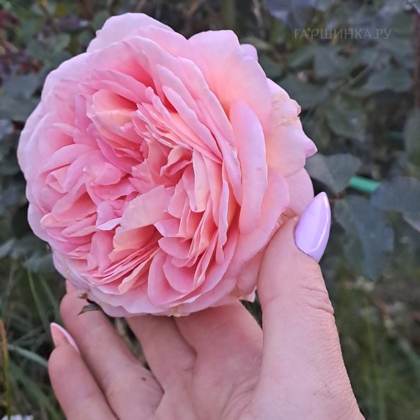 превью изображения отзыва