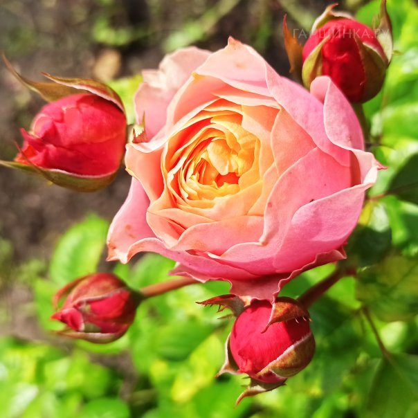 превью изображения отзыва